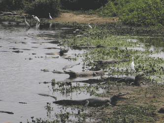 Kaimane im Pantanal