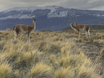 Guanacos, ©explora Lodge Patagonia National Park