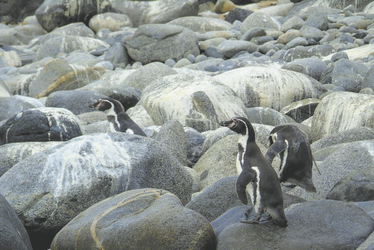 Pinguine im Nationalpark Pan de Azucar