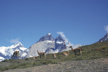 Guanaco-Herde im Nationalpark Torres del Paine