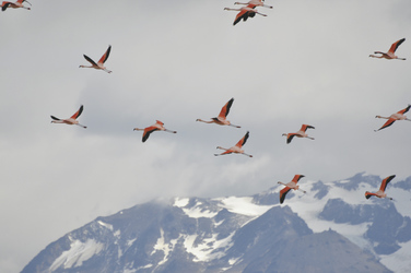 Flamingos im Nationalpark Torres del Paine