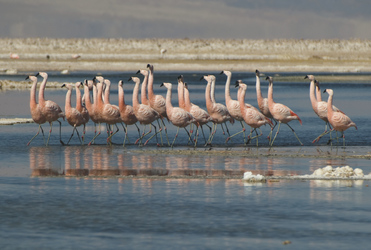 Flamingos im Salar de Atacama