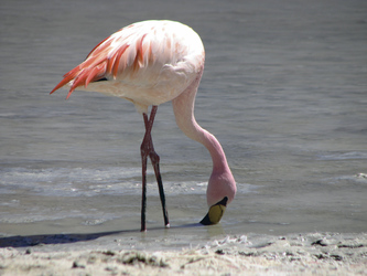 Flamingo in der Atacama Wüste