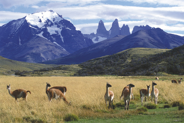 Guanacos im Nationalpark Torres del Paine