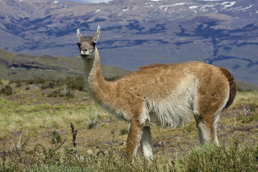 Guanaco im Nationalpark Torres del Paine