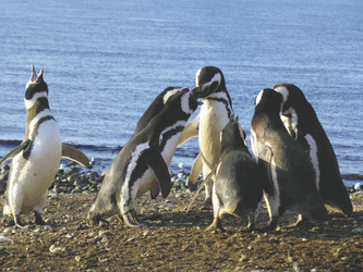 Pinguine auf der Isla Magdalena
