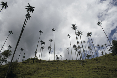Wachspalmen, der Nationalbaum Kolumbiens