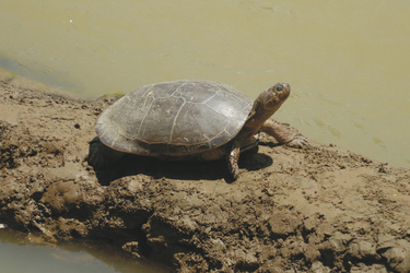 Schildkröte, ©Georg Rubin