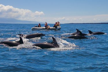 Delfine auf Galapagos
