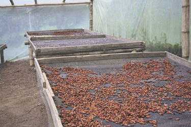 Kakaobohnen beim Trocknen