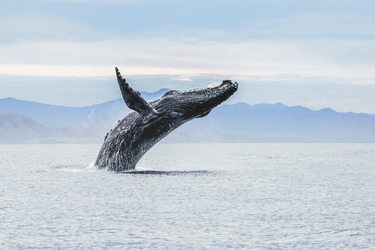 Faszinierende Walbeobachtung, ©BDMX Incoming