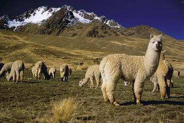 Alpacas im Hochland von Puno