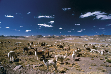 Alpacas in der Jallu Jallu Pampa