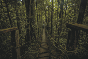 unterwegs im Regenwald