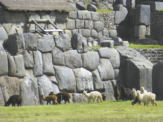 Lamas in Sacsayhuaman