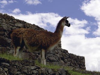 Lama in Machu Picchu