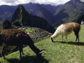 Lamas in Machu Picchu