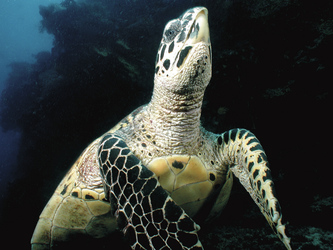 Die Meeresschildkröte