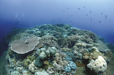 Tolles Korallenriff