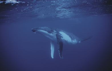 Buckelwal unter Wasser