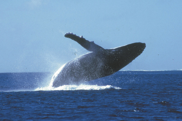 Delfin- und Walbeobachtung