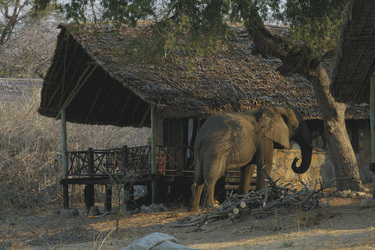 Besuch vom Elefanten