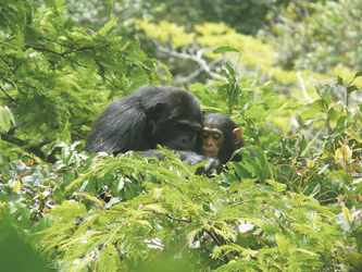 Schimpanse mit Jungem im Baum