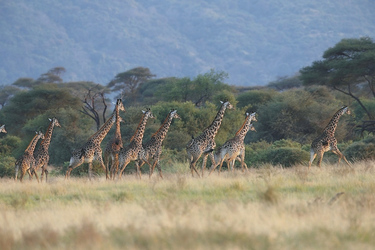 In der Serengeti