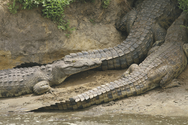 Krokodile im Katavi NP, ©Mbali Mbali