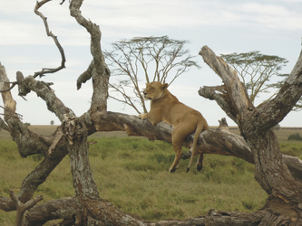 Löwin döst in der Serengeti, ©Wilkinson Tours