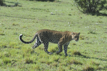 Leopard auf Streifzug, ©Wilkinson Tours