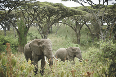 Im Ngorongoro Schutzgebiet