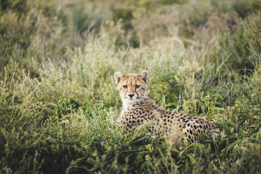 Schöne Entdeckung auf Safari, ©Sanctuary Retreats