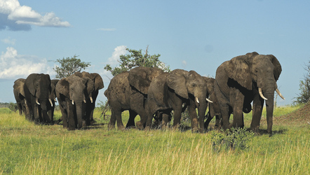 Elefantenherde im Tarangire