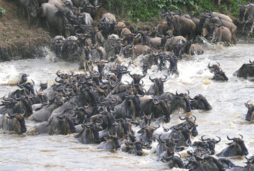 Gnu Migration am Mara River