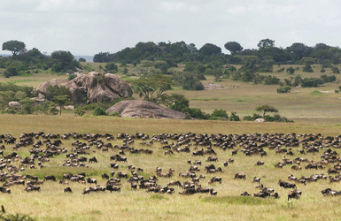 Migration in der Serengeti, ©ALAIN PONS