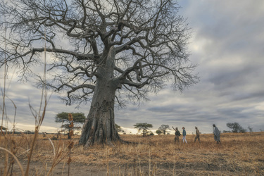 Fußpirsch, ©Elewana Tarangire Treetops, Tansania