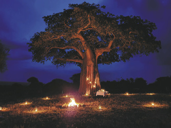 Abendessen unterm Baobab