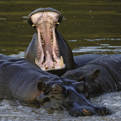 Flußpferde im Grumeti River, ©Michael Lohmann
