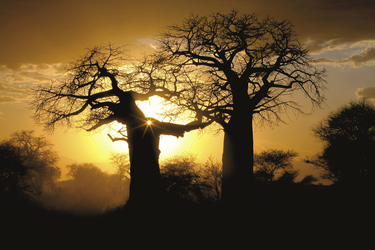 Baobabs im Abendlicht, ©Jörg Ehrlich, DIAMIR Erlebnisreisen
