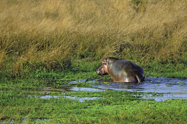 Flusspferd auf Landgang, ©Thomas Kimmel, DIAMIR Erlebnisreisen