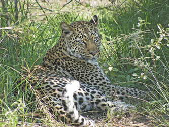 Anmutiger Jäger im Queen Elizabeth NP, ©Great Lakes Safaris