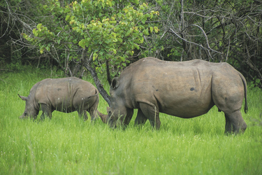 Im Ziwa Rhino Sanctuary