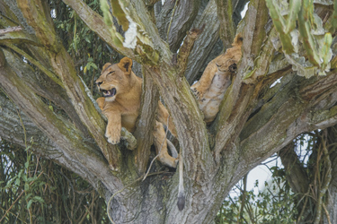 Baumkletternde Löwen im Queen Elizabeth NP