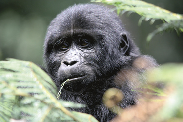 Gorilla im Volcanoes NP