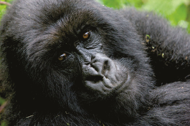 Gorillas ganz nah
