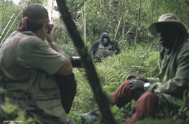 Gorillabeobachtung, ©Juan Pablo Moreiras / Fauna & Flora International