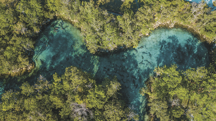 Seekühe in Crystal River von oben, ©Matt Marriott Photography