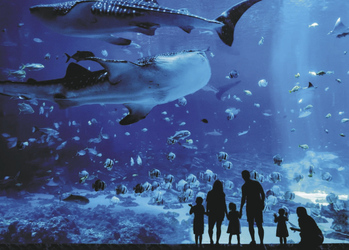 Atlanta Aquarium, ©Explore Georgia
