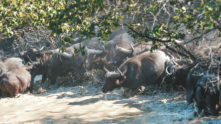Büffelherde im Kafue Nationalpark